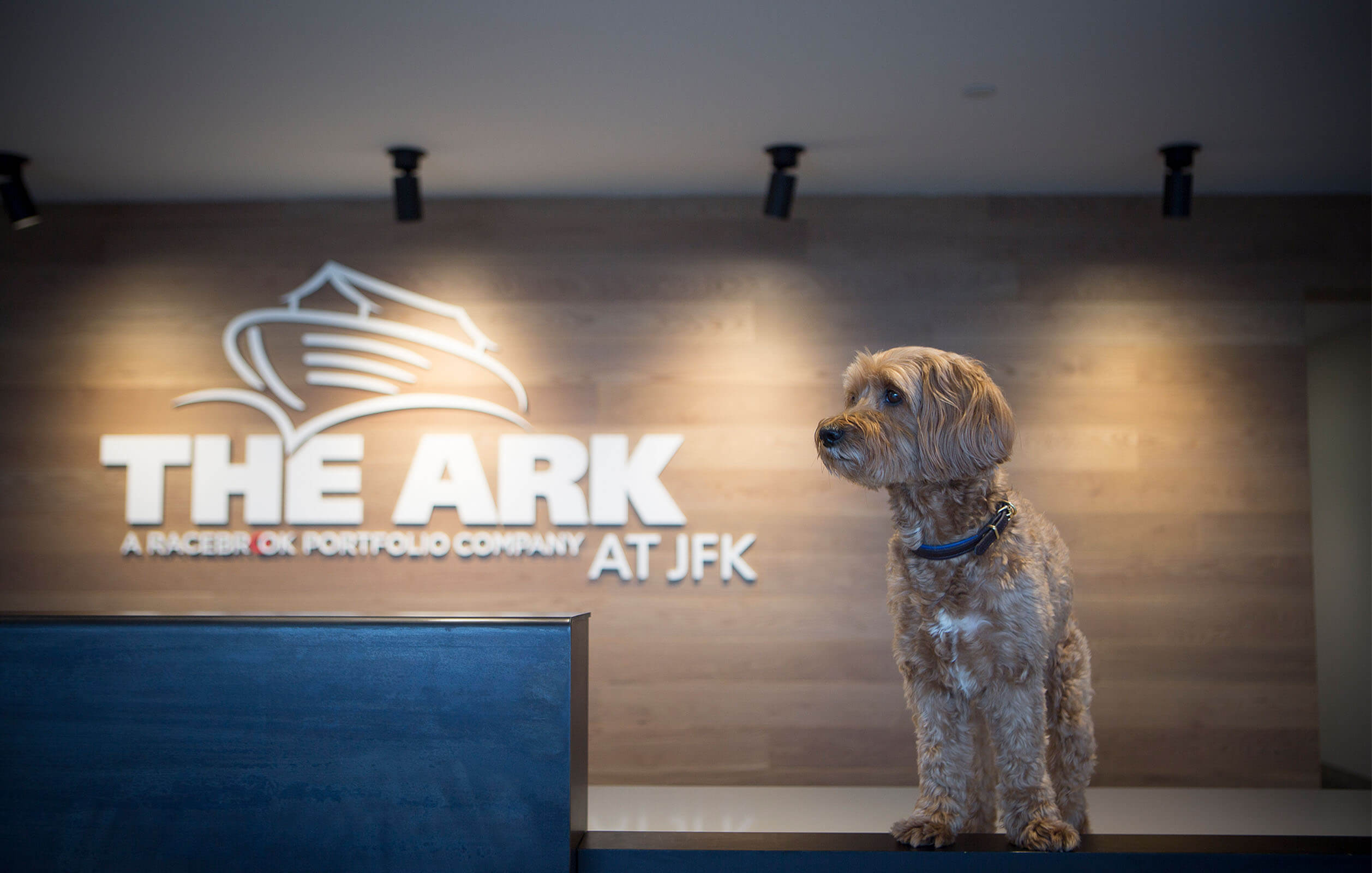 Dog on reception table inside the main lobby of the ARK at JFK