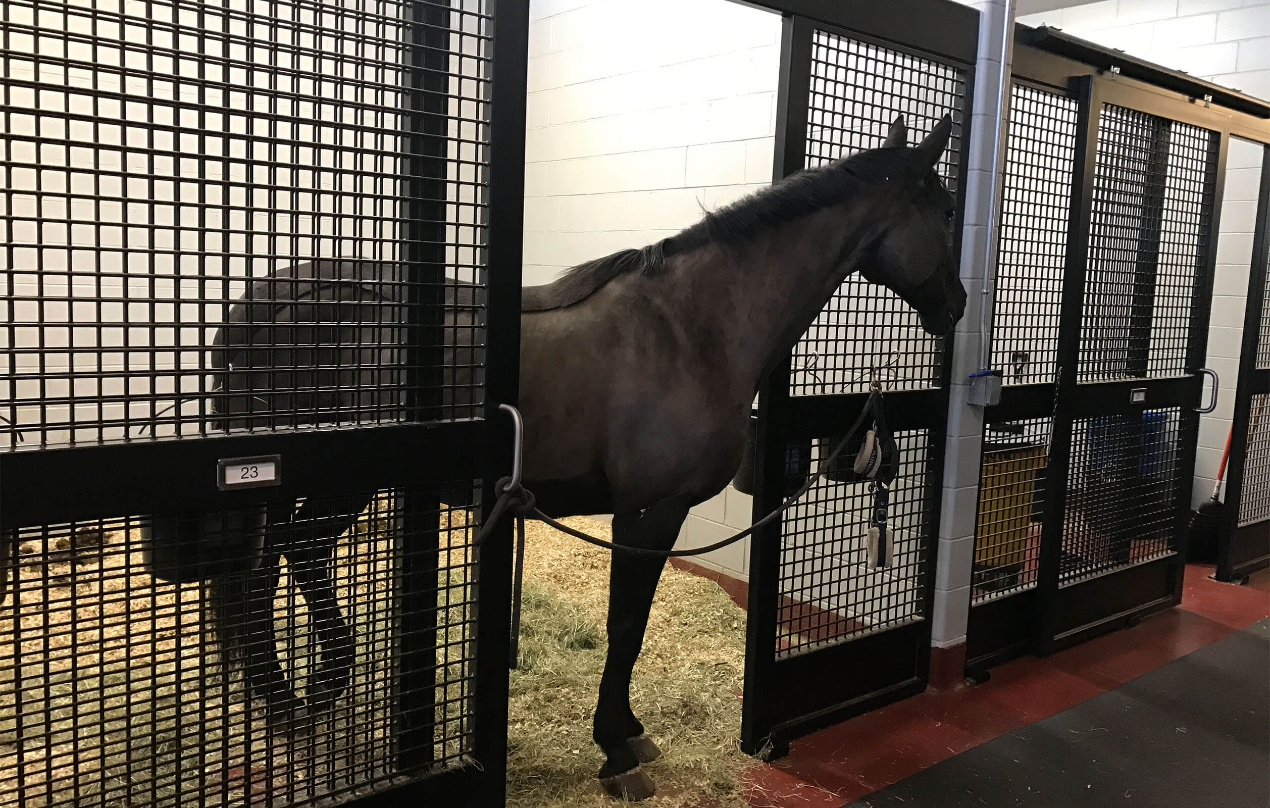Horse walking out of pen insde the state-of-the-art, climate controlled animial handling facility known as the ARK at JFK