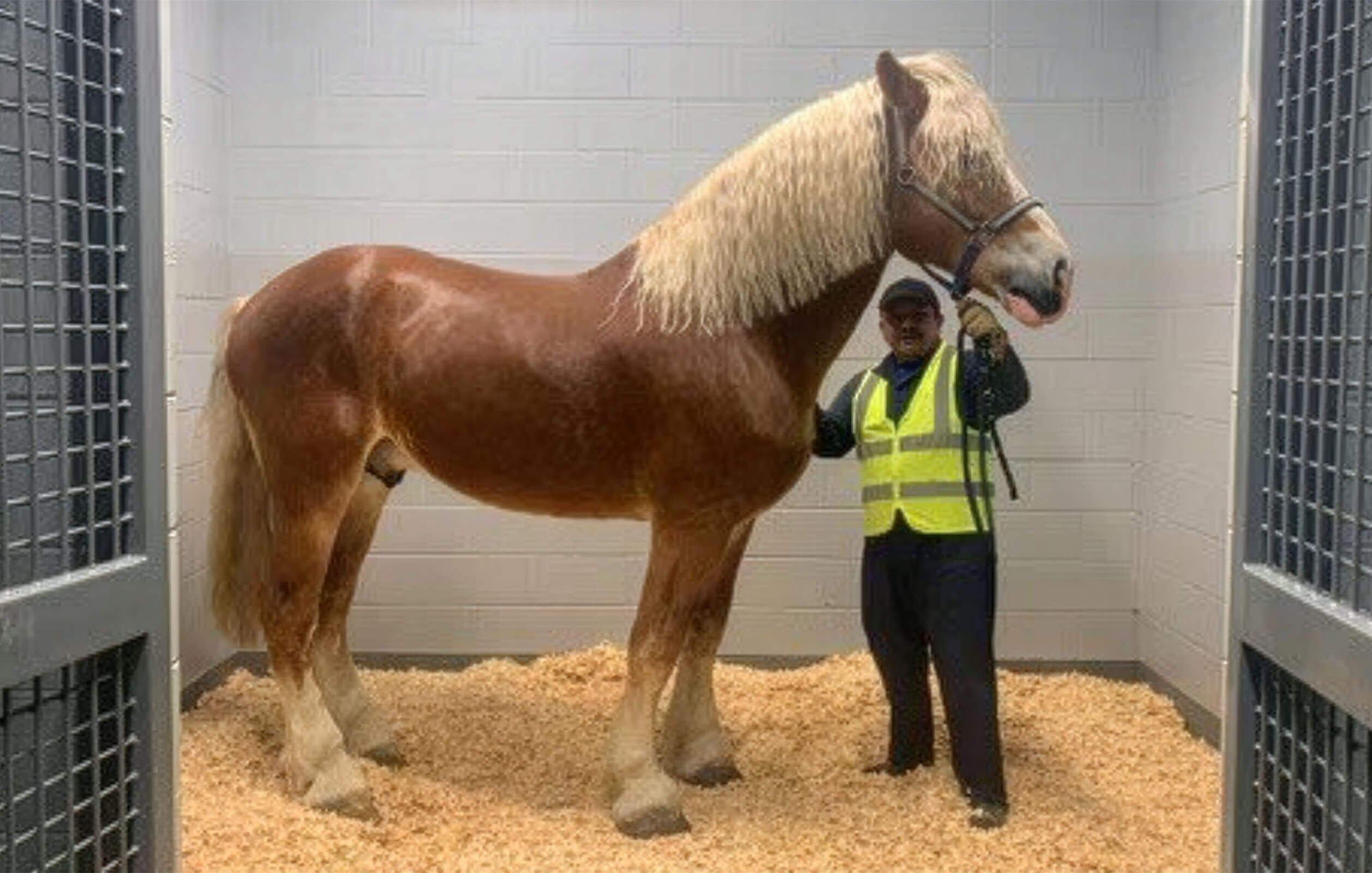 https://www.nyccip.com/wp-content/uploads/2026/01/nycrc-55-06-horse-2.jpg