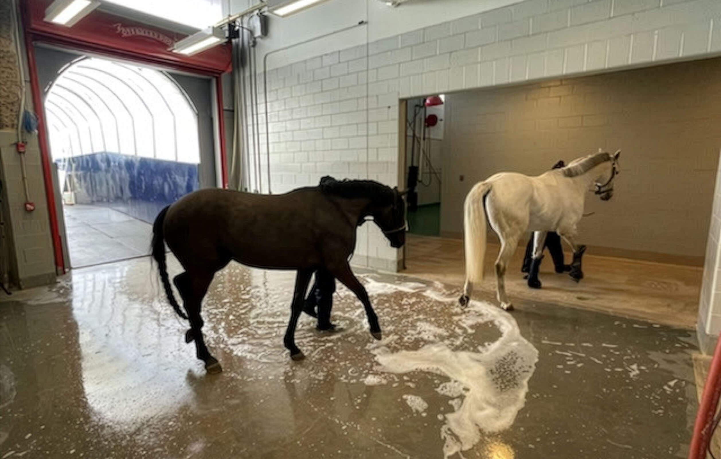 Two horses walking through the quarantine area at the ARK at JFK